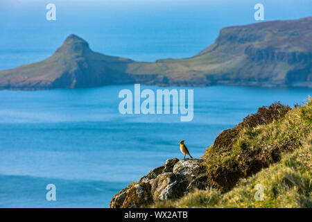 Un traquet motteux (Oenanthe oenanthe) sur Ramasaig falaise avec un t-Aigeach (tête de l'étalon) sur Neist Point dans l'arrière-plan, Isle of Skye, Scotland, UK Banque D'Images