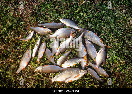 Poisson dans l'herbe sur la rive du fleuve. Banque D'Images