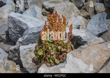 À la montagne, l'oseille, aka Oxyria digyna Oseille Rumex digyna Alpin et prospère, sur un talus élevé dans la chèvre sauvage des Rochers, Gifford Pinchot Natio Banque D'Images