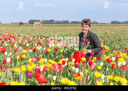 Portrait d'une femme heureuse la cueillette des fleurs dans le champ de tulipes hollandais Banque D'Images