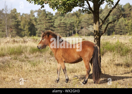 Islandic horse (Equus ferus caballus), réserve naturelle Wahner Heide, Troisdorf, Allemagne, Europe Banque D'Images