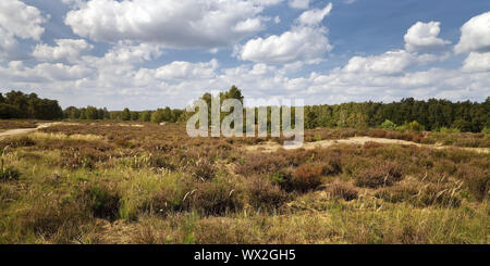 La lande, réserve naturelle Wahner Heide, Troisdorf, Nordrhein-Westfalen, Germany, Europe Banque D'Images