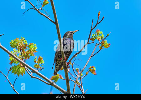 Étourneau sansonnet (Sturnus vulgaris) Banque D'Images