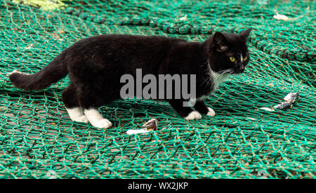 Chat sauvage à la recherche de morceaux de poissons dans un filet de pêcheurs. Banque D'Images