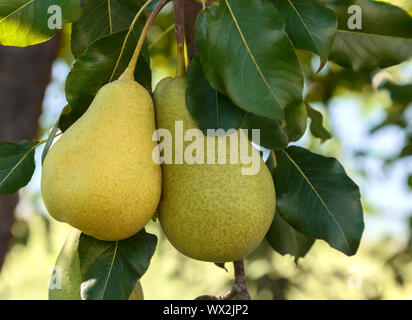 Poires de maturation sur les branches d'un arbre. Banque D'Images