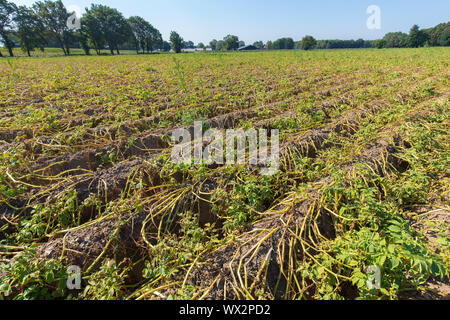 Les plantes séchées sur le champ de pommes de terre néerlandais en été Banque D'Images