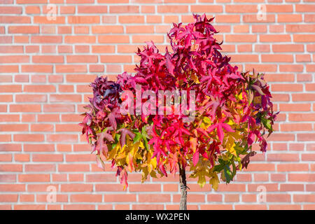 Feuilles d'érable rouge sur l'arbre en automne avec wall Banque D'Images