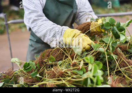Femme sélection des plantes dans les fraises de la ferme. Concept de l'industrie de l'Agriculture Banque D'Images