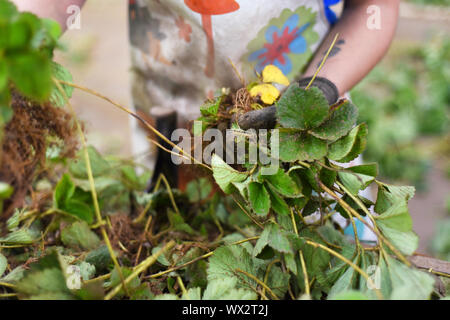 Femme sélection des plantes dans les fraises de la ferme. Concept de l'industrie de l'Agriculture Banque D'Images