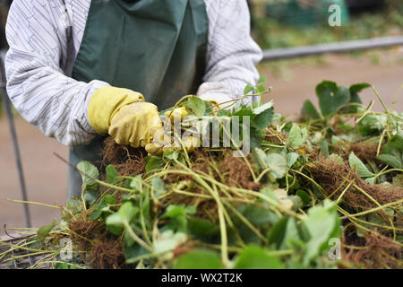 Femme sélection des plantes dans les fraises de la ferme. Concept de l'industrie de l'Agriculture Banque D'Images