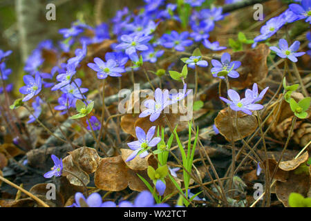 Les fleurs du printemps de l'Europe. Mayflower Noble Banque D'Images