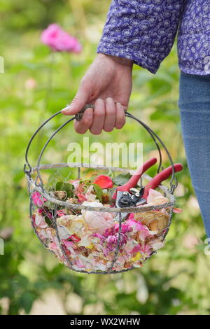 Rosa. Fleurs rose pâle à vide, pour prolonger la floraison, rassemblées dans un panier en fil Banque D'Images