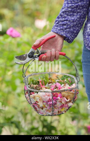 Rosa. Fleurs rose pâle à vide, pour prolonger la floraison, dans un panier métallique Banque D'Images