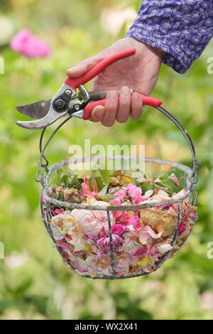 Rosa. Fleurs rose pâle à vide, pour prolonger la floraison, dans un panier métallique Banque D'Images