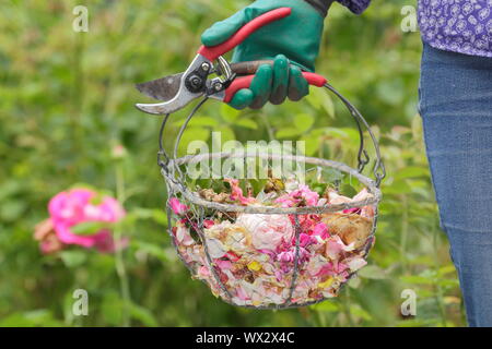 Rosa. Fleurs rose pâle à vide, pour prolonger la floraison, dans un panier métallique Banque D'Images