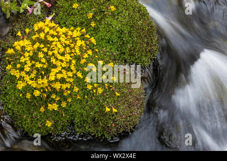 Monkeyflower subalpine, Erythranthe caespitosa, alias Grande Montagne Monkey-fleur, qui fleurit le long d'un affluent de la rivière Cispus dans les roches de chèvre Wil Banque D'Images