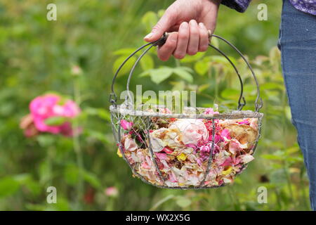 Rosa. Fleurs rose pâle à vide, pour prolonger la floraison, dans un panier métallique Banque D'Images