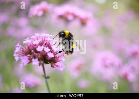 Bourdon se nourrissant de verveine bonariensis dans une fin de l'été à la frontière de jardin Banque D'Images