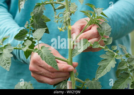 Solanum lycopersicum. Pincer les pousses latérales sur un cordon cultivé plant de tomate pour favoriser une forte croissance Banque D'Images