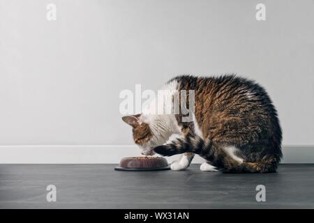 Chat tigré manger à l'extérieur d'un bol. Vue de profil avec l'exemplaire de l'espace. Banque D'Images