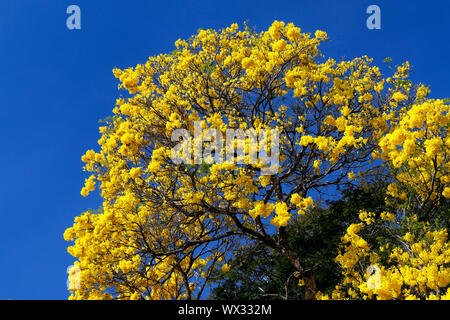 Floraison jaune en détail arbre Ipe avec ciel bleu Banque D'Images