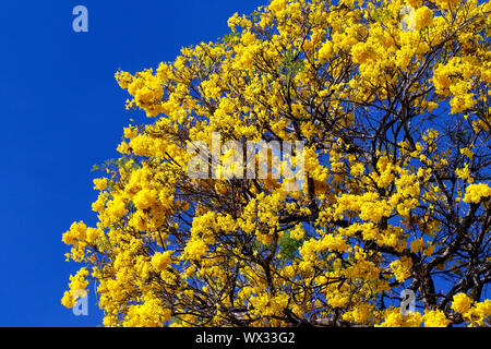 Floraison jaune en détail arbre Ipe avec ciel bleu Banque D'Images