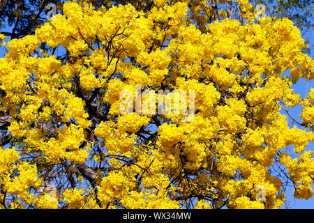 Floraison jaune en détail arbre Ipe avec ciel bleu Banque D'Images