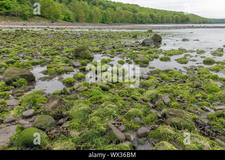 Rochers recouverts d'algues de la côte au Firth of Forth, Ecosse Banque D'Images