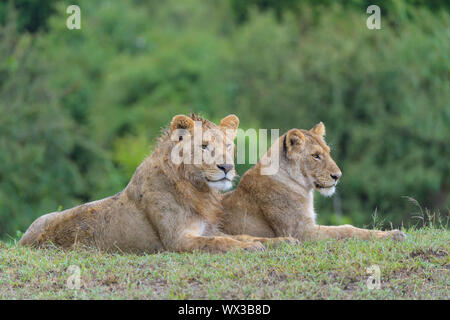 L'African Lion, Panthera leo, jeune couple lying, Masai Mara National Reserve, Kenya, Africa Banque D'Images