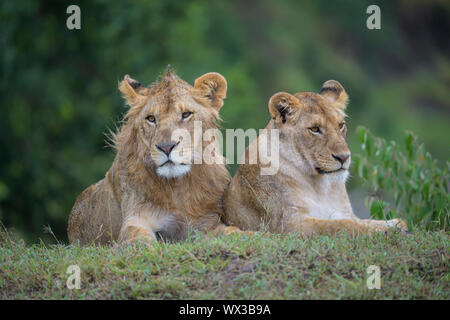 L'African Lion, Panthera leo, jeune couple lying, Masai Mara National Reserve, Kenya, Africa Banque D'Images