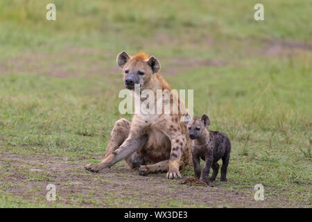 L'hyène tachetée, Crocuta crocuta, mère avec cub, Masai Mara National Reserve, Kenya, Africa Banque D'Images