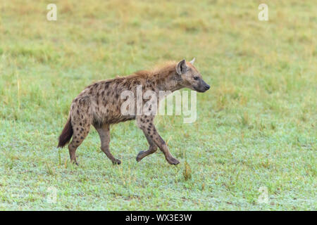 L'hyène tachetée, Crocuta crocuta, exécutant, Masai Mara National Reserve, Kenya, Africa Banque D'Images