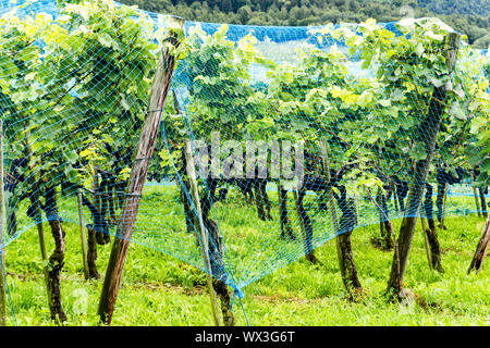 Les vignes de Pinot Noir avec filet bleu pour la protection des oiseaux Banque D'Images