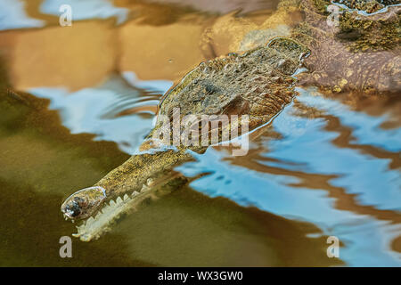 Portrait de Gavial Banque D'Images