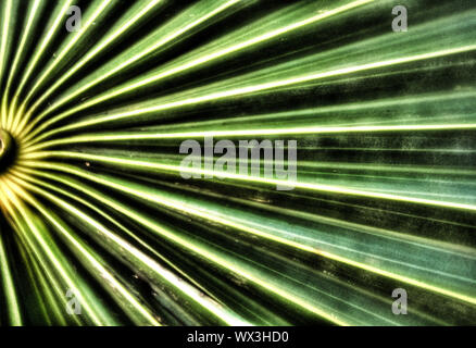 Vue rapprochée de macro un beau vert feuille structurée Banque D'Images