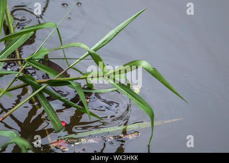 Platypus, Eungella national park, Queensland, Australie, Ornithorhynchus anatinus Banque D'Images