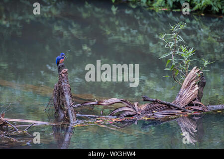 Azure Kingfisher, Eungella NP, Australie Banque D'Images