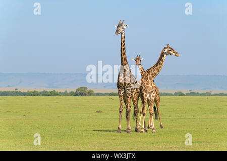 Girafe de Masai, Giraffa camelopardalis, trois animaux, Masai Mara National Reserve, Kenya, Africa Banque D'Images