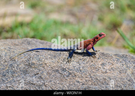 Lézard des ruisseaux, Masai Mara National Reserve, Kenya, Africa Banque D'Images