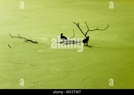 Gallinules en silhouette assise sur une branche coulé dans un étang couvert de lentilles d'eau, photo prise dans les Pays-Bas à proximité Ommen Banque D'Images