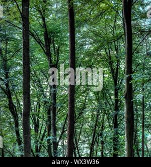 Belle forêt de l'arrière-plan d'été Banque D'Images