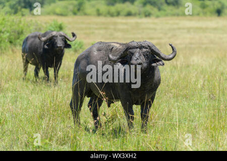 Cape, Syncerus caffer, deux animaux, Masai Mara National Reserve, Kenya, Africa Banque D'Images