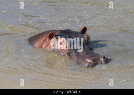 Hippopotamus amphibius, Hippopatamus, dans l'eau, Masai Mara National Reserve, Kenya, Africa Banque D'Images