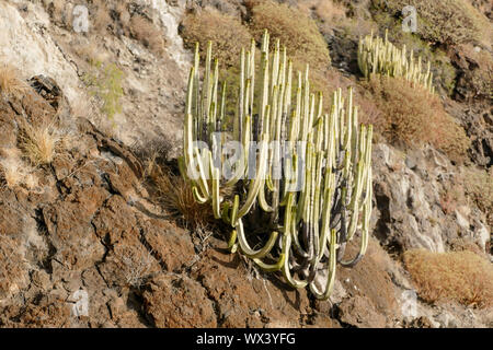 Photo Photo d'un cactus sur la montagne Banque D'Images