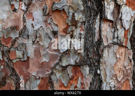 L'écorce de pin avec des traces d'incendie, (Pinus canariensis), de pins endémiques des Canaries, la texture du tronc fermer Banque D'Images