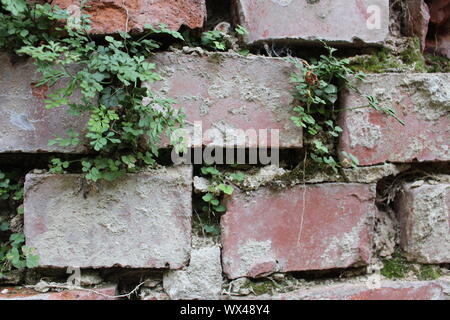 Les plantes qui poussent dans un mur de brique et de construire leur propre écosystème Banque D'Images