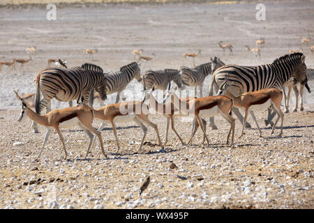 Un troupeau de springboks de boire à un point d'eau Banque D'Images