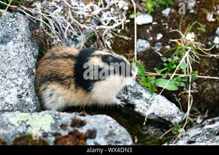 (Lemmus lemmus lemmings norvégien) qui se cache parmi les rochers Banque D'Images