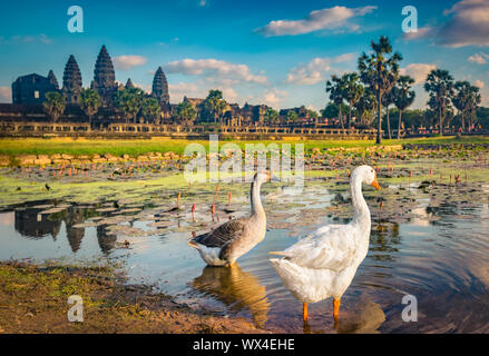 Angkor Wat temple au coucher du soleil. Siem Reap. Cambodge Banque D'Images