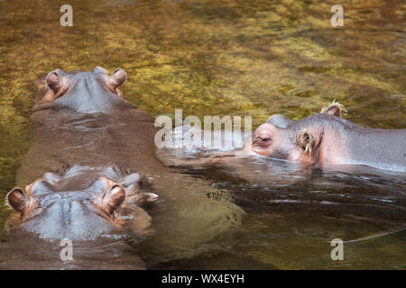 Hippo dans l'eau. L'hippopotame commun (Hippopotamus amphibius) Banque D'Images